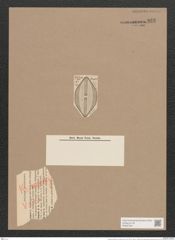 Navicula hennedyi var. cuneata A.Schm. (de-Toni-Nr.: Genus 1, Species 364) Zeichnungen Sammlung Grunow Nr. 825 (NHMW-BOT-W0367254)